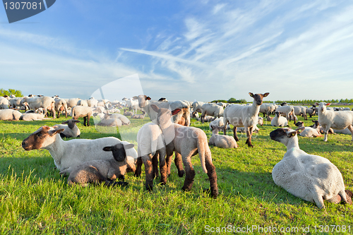 Image of A summer landscape and herd sheep