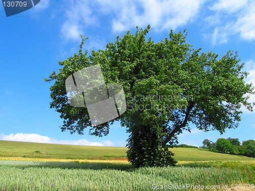 Image of French landscape in Summer season