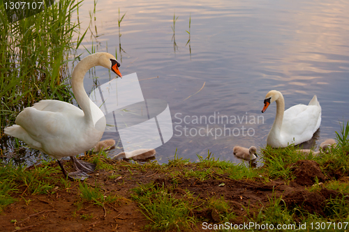 Image of Swans with nestlings at  sunset