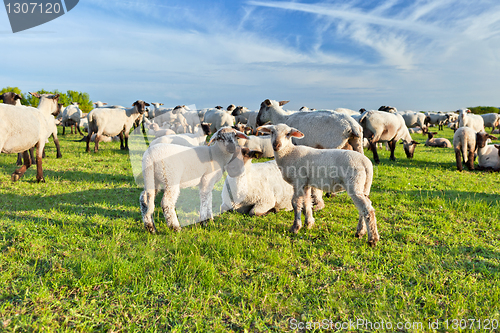 Image of A summer landscape and herd sheep