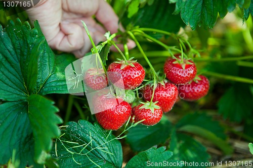 Image of Closeup of fresh organic strawberries