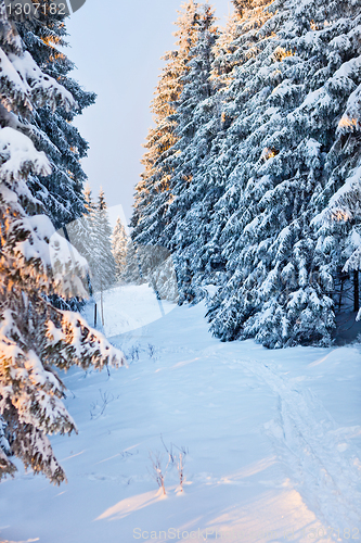 Image of winter forest in mountains