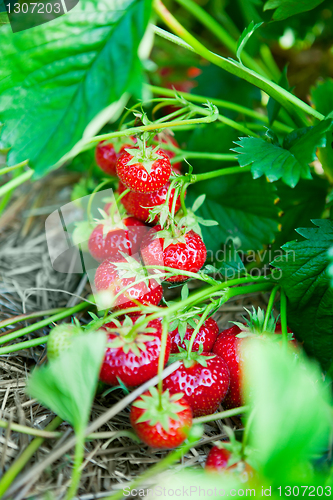 Image of Closeup of fresh organic strawberries