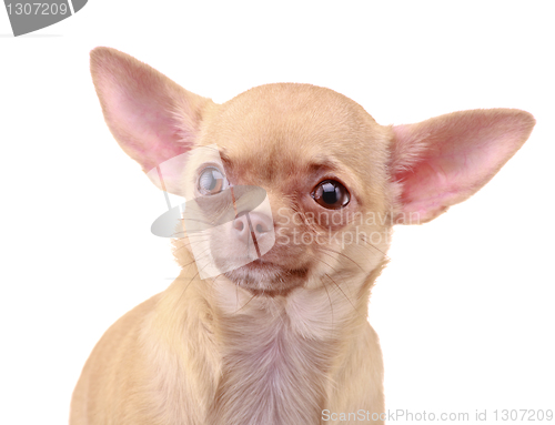 Image of Chihuahua dog