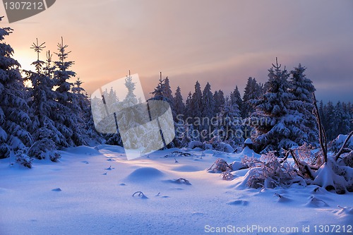 Image of winter forest in Harz mountains, Germany