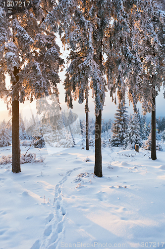 Image of winter forest in Harz mountains, Germany