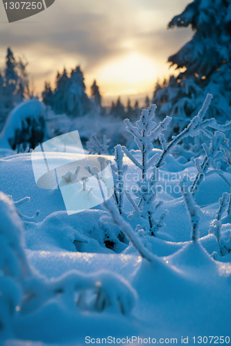 Image of winter forest in Harz mountains, Germany