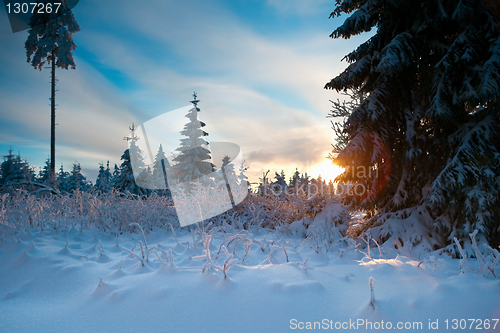 Image of winter forest in mountains