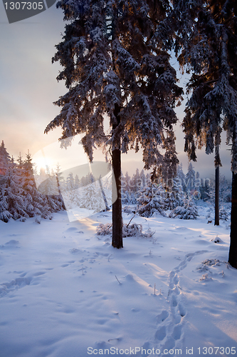 Image of winter forest in mountains