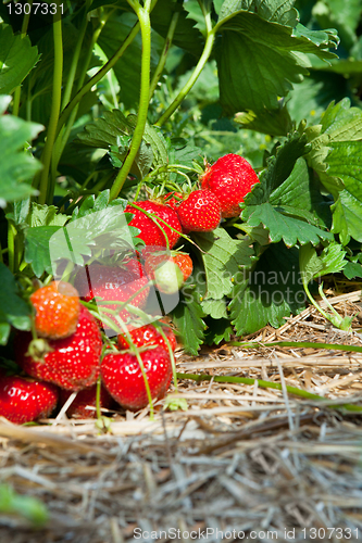 Image of Closeup of fresh organic strawberries