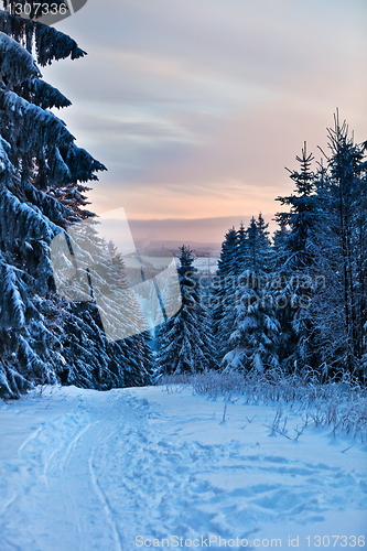 Image of winter forest in Harz mountains, Germany