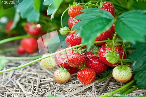 Image of Closeup of fresh organic strawberries