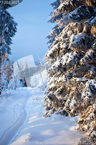 Image of winter forest in mountains