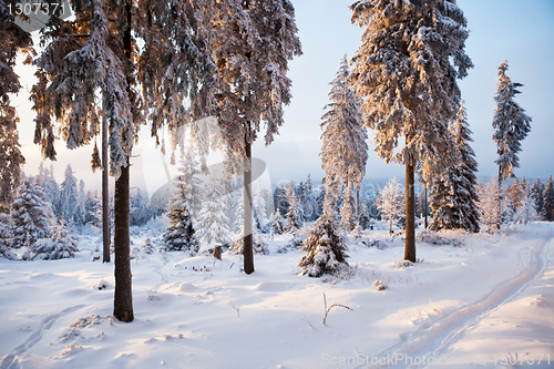 Image of winter forest in mountains