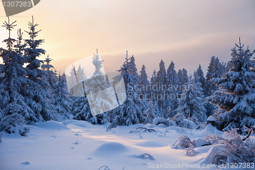 Image of winter forest in Harz mountains, Germany