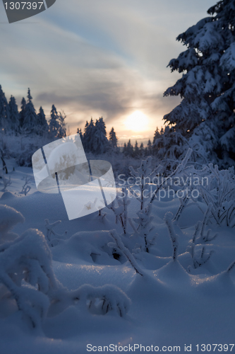 Image of winter forest in mountains