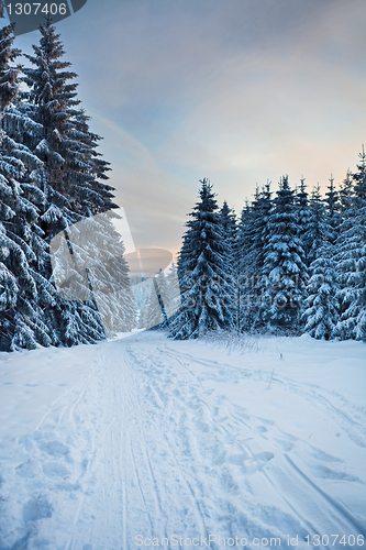 Image of winter forest in mountains