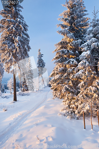 Image of winter forest in Harz mountains, Germany