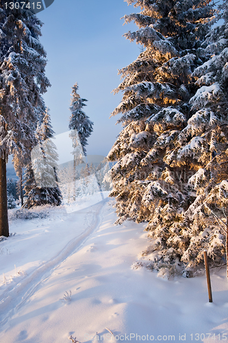 Image of winter forest in mountains