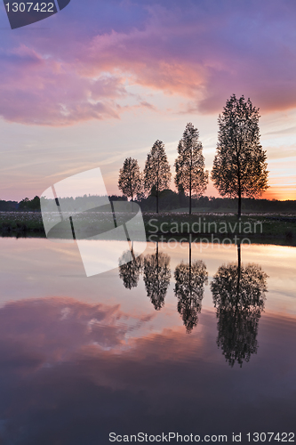 Image of Leafless tree near lake on sunset