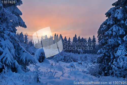 Image of winter forest in Harz mountains, Germany