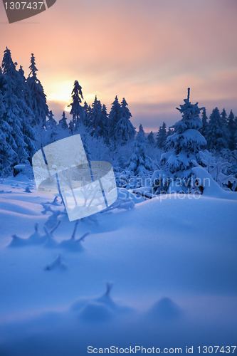 Image of winter forest in mountains