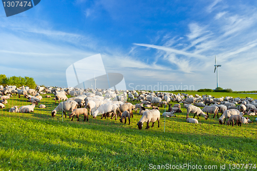 Image of A summer landscape and herd sheep