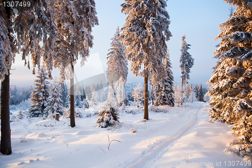 Image of winter forest in mountains