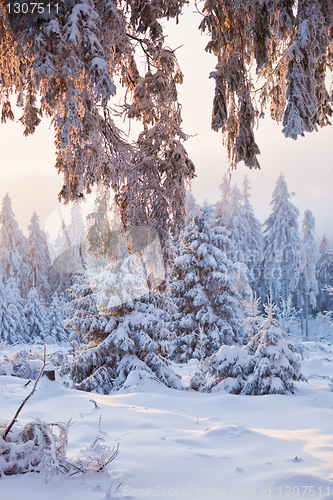 Image of winter forest in Harz mountains, Germany