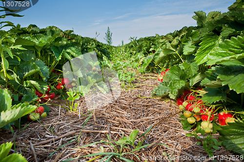 Image of Closeup of fresh organic strawberries