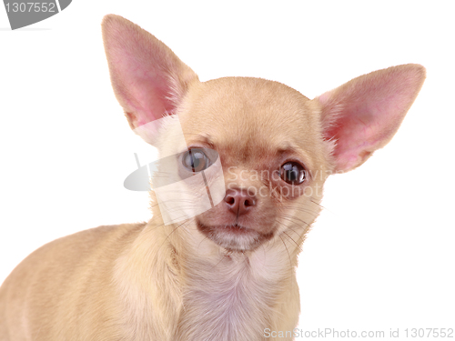 Image of Chihuahua dog