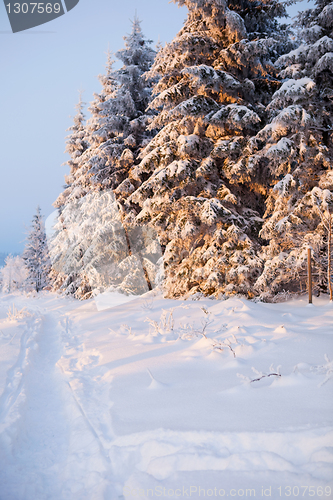 Image of winter forest in mountains