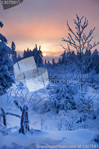 Image of winter forest in mountains
