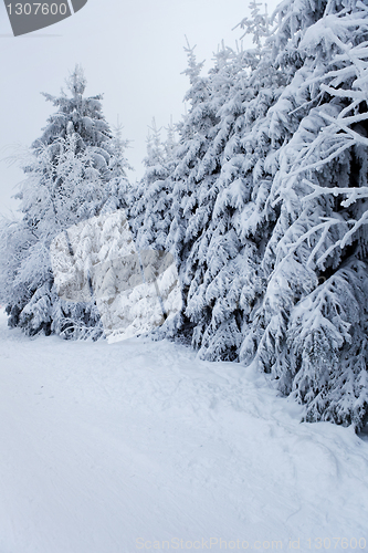 Image of winter forest in mountains