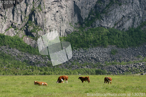 Image of Cows grassing