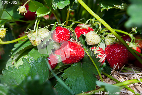 Image of Closeup of fresh organic strawberries