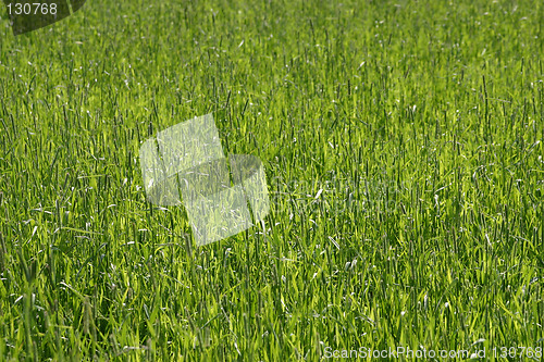 Image of Grass field