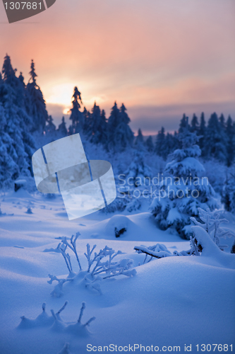 Image of winter forest in mountains