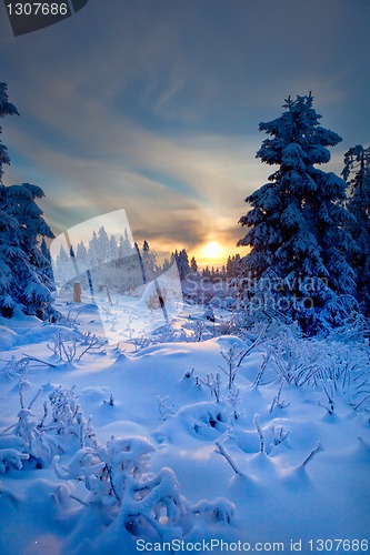 Image of winter forest in mountains