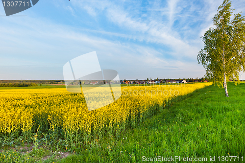 Image of A summer landscape