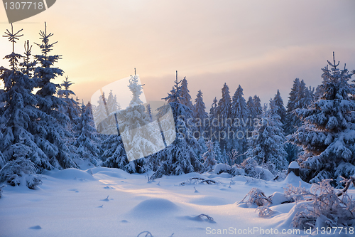 Image of winter forest in mountains