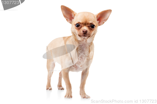 Image of Chihuahua dog