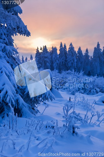 Image of winter forest in Harz mountains, Germany