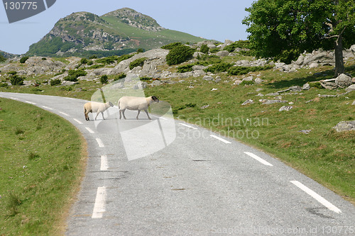 Image of Sheep crossing road