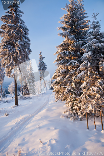 Image of winter forest in mountains