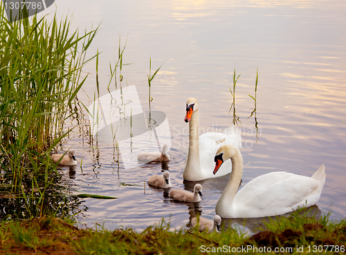 Image of Swans with nestlings at  sunset