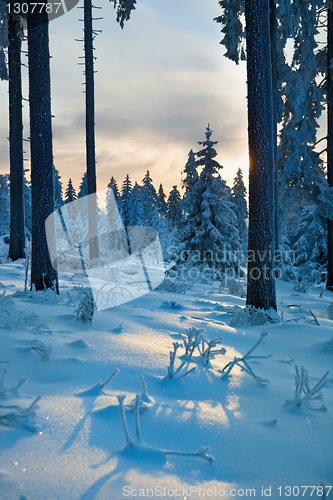 Image of winter forest in mountains