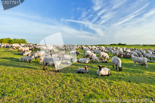 Image of A summer landscape and herd sheep