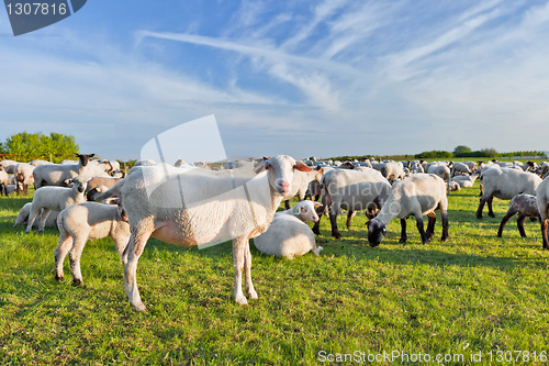 Image of A summer landscape and herd sheep