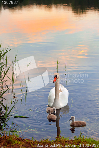 Image of Swans with nestlings at  sunset